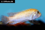 maylandia estherae maylandia estherae