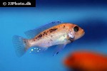 maylandia estherae maylandia estherae