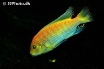 maylandia estherae maylandia estherae