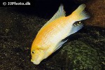 maylandia estherae maylandia estherae