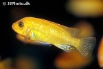 maylandia estherae maylandia estherae