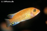 maylandia estherae maylandia estherae