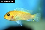 maylandia estherae maylandia estherae