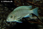 maylandia estherae maylandia estherae