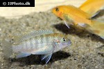 maylandia estherae blue red maylandia estherae blue red
