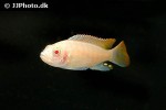 maylandia greshakei albino maylandia greshakei albino