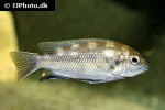 maylandia livingstonii maylandia livingstonii