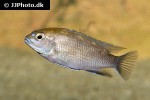 maylandia livingstonii maylandia livingstonii