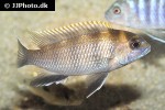 maylandia livingstonii maylandia livingstonii