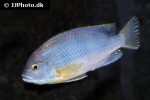 maylandia livingstonii maylandia livingstonii