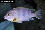 maylandia livingstonii maylandia livingstonii