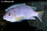 maylandia livingstonii maylandia livingstonii