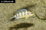 maylandia lombardoi maylandia lombardoi