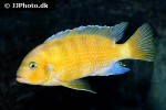 maylandia lombardoi maylandia lombardoi