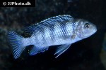 maylandia lombardoi maylandia lombardoi
