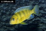 maylandia lombardoi maylandia lombardoi