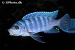 maylandia lombardoi maylandia lombardoi