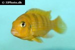 maylandia lombardoi maylandia lombardoi