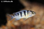 maylandia lombardoi maylandia lombardoi