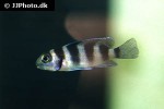 maylandia lombardoi maylandia lombardoi