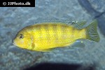 maylandia lombardoi maylandia lombardoi