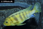 maylandia lombardoi maylandia lombardoi