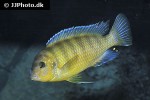 maylandia lombardoi maylandia lombardoi