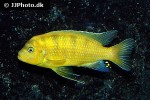 maylandia lombardoi maylandia lombardoi