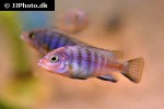 maylandia pulpican maylandia pulpican