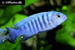 maylandia pulpican kingsizei maylandia pulpican kingsizei