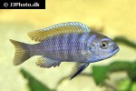 maylandia pyrsonotos maylandia pyrsonotos
