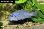 maylandia pyrsonotos maylandia pyrsonotos