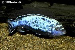 maylandia species msobo maylandia species msobo