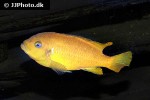 maylandia species msobo maylandia species msobo