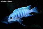 maylandia zebra maylandia zebra