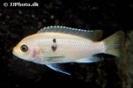 maylandia zebra maylandia zebra