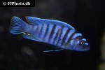maylandia zebra maylandia zebra