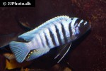 maylandia zebra maylandia zebra