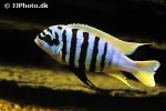 maylandia zebra maylandia zebra