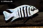 maylandia zebra maylandia zebra