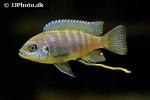 maylandia zebra maylandia zebra