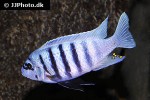 maylandia zebra maylandia zebra