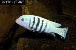 maylandia zebra maylandia zebra