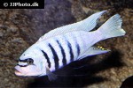 maylandia zebra maylandia zebra