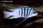 maylandia zebra maylandia zebra