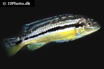 melanochromis auratus melanochromis auratus
