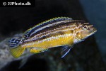 melanochromis auratus melanochromis auratus