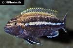 melanochromis auratus melanochromis auratus