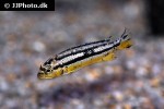 melanochromis auratus melanochromis auratus