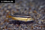 melanochromis auratus melanochromis auratus